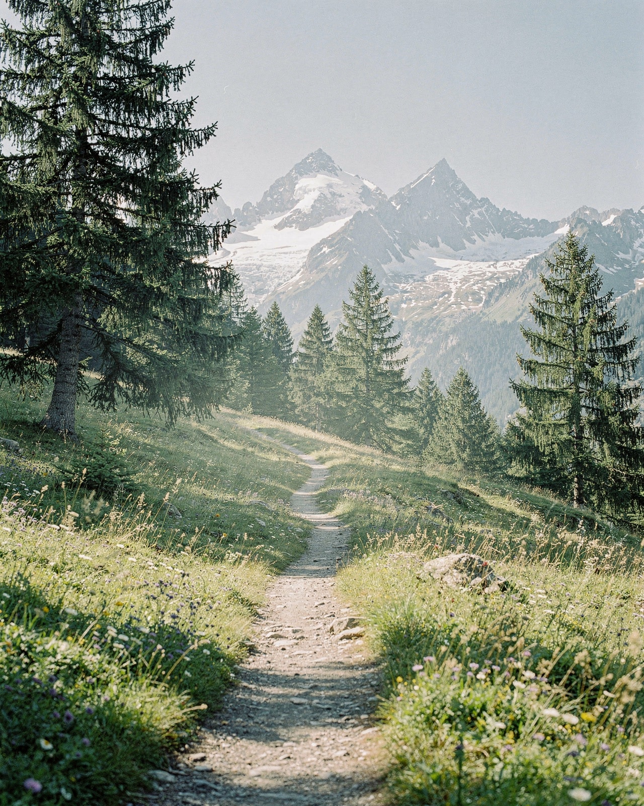 Alpine trail in cool morning light