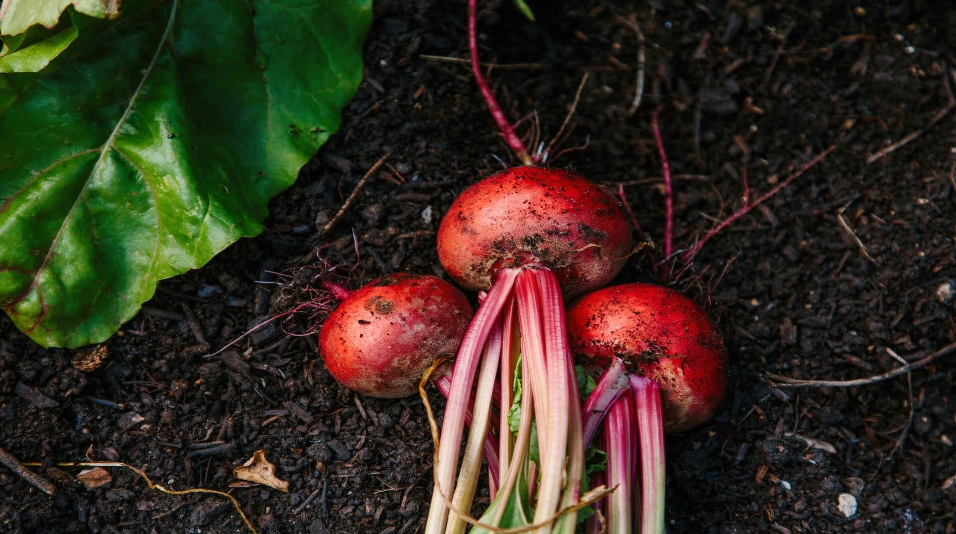 Three freshly harvested beets with leaves lie on dark soil.