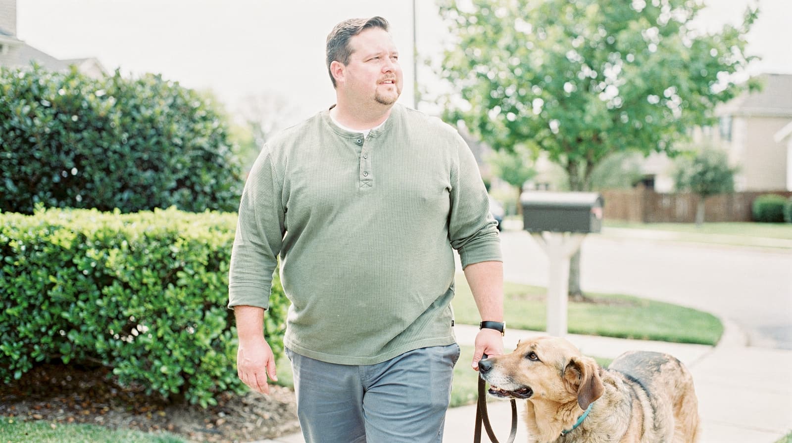A man walks a dog on a suburban sidewalk lined with bushes and trees.