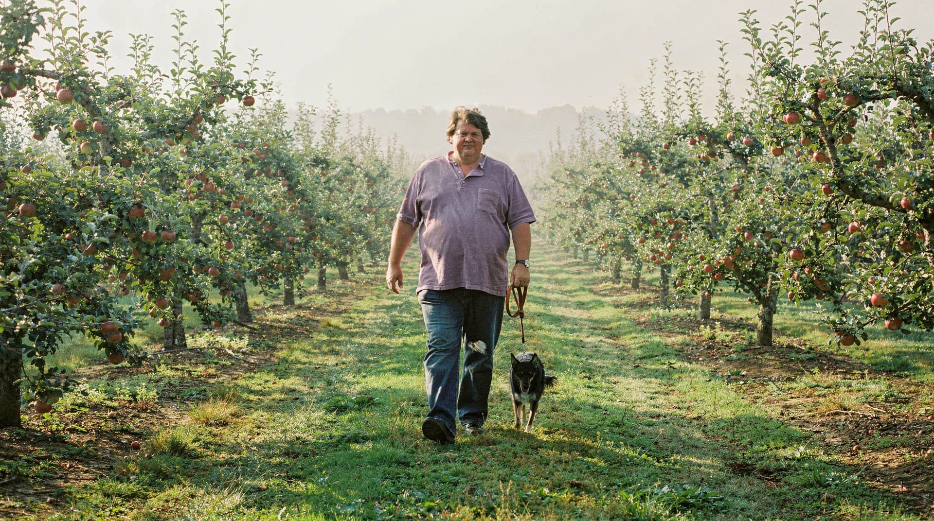 A person walks a dog through an apple orchard on a misty day.