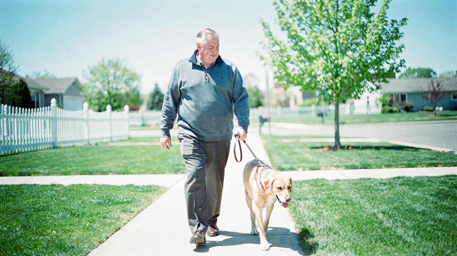 A man walks a dog on a sunny day along a suburban sidewalk lined with grass and trees.