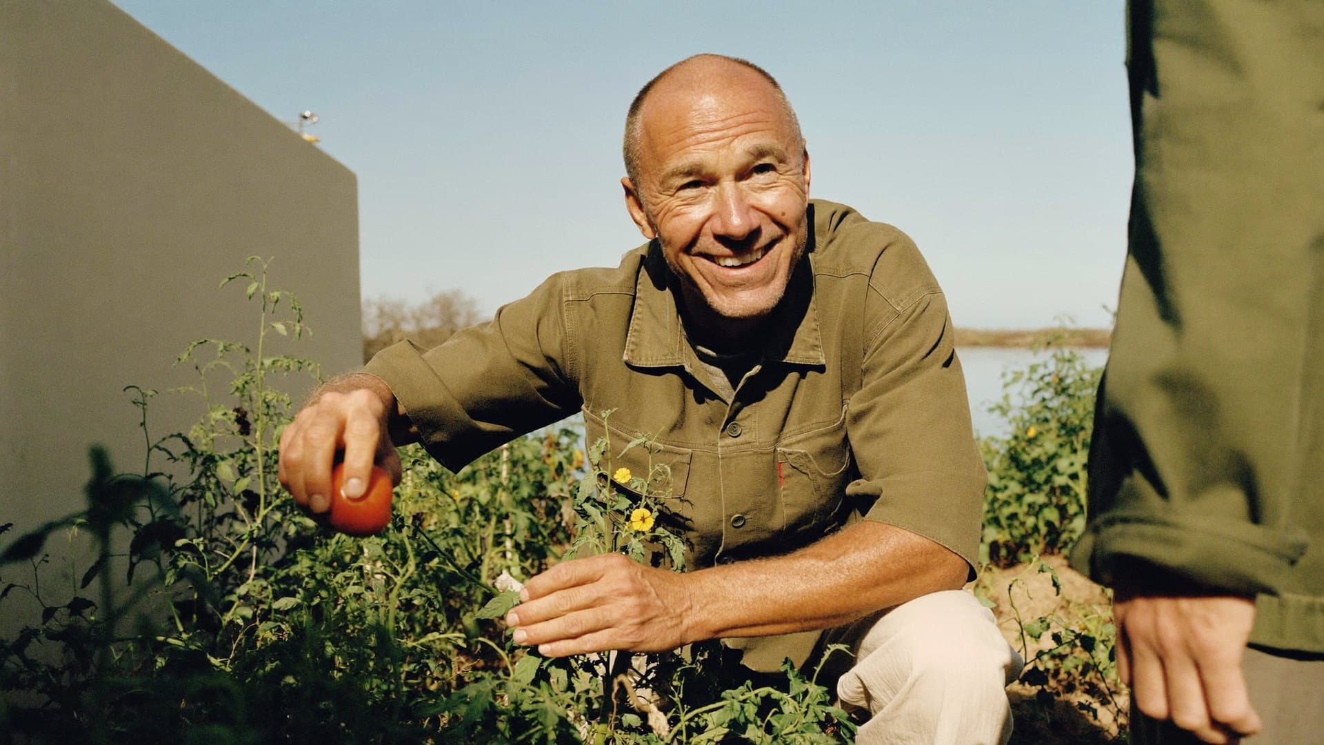 A man crouching in a vegetable garden, smiling, picking a ripe tomato.