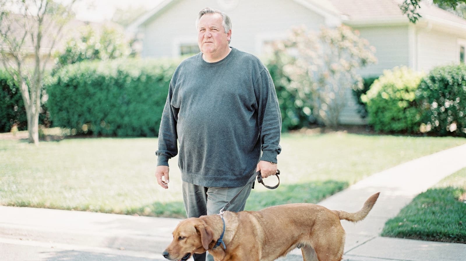 A man walks a brown dog on a suburban street with houses and greenery in the background.