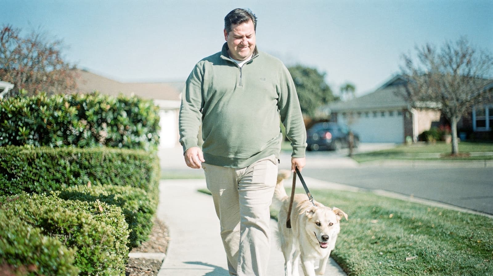 A man walks a dog on a suburban sidewalk lined with bushes and houses.
