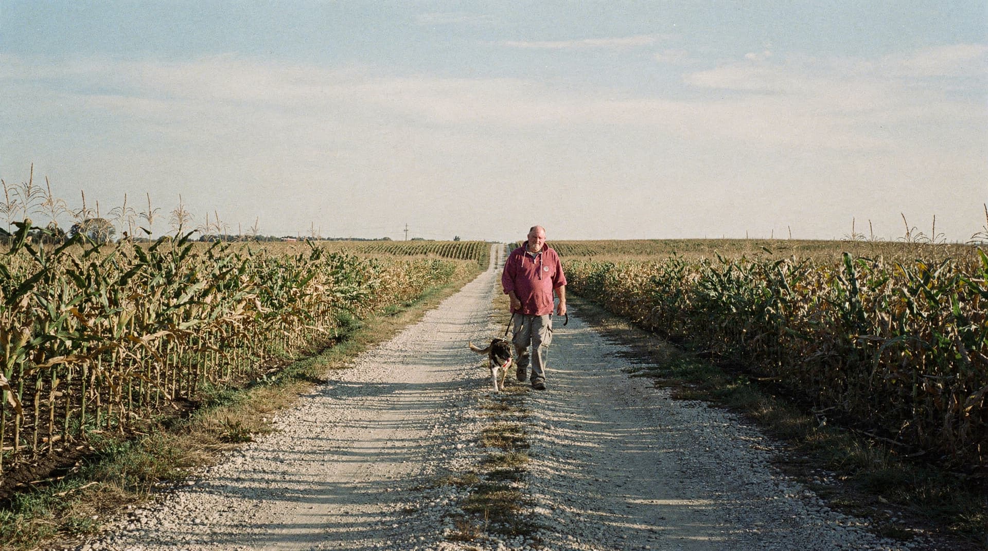 A person walks a dog along a dirt path between cornfields under a clear sky.