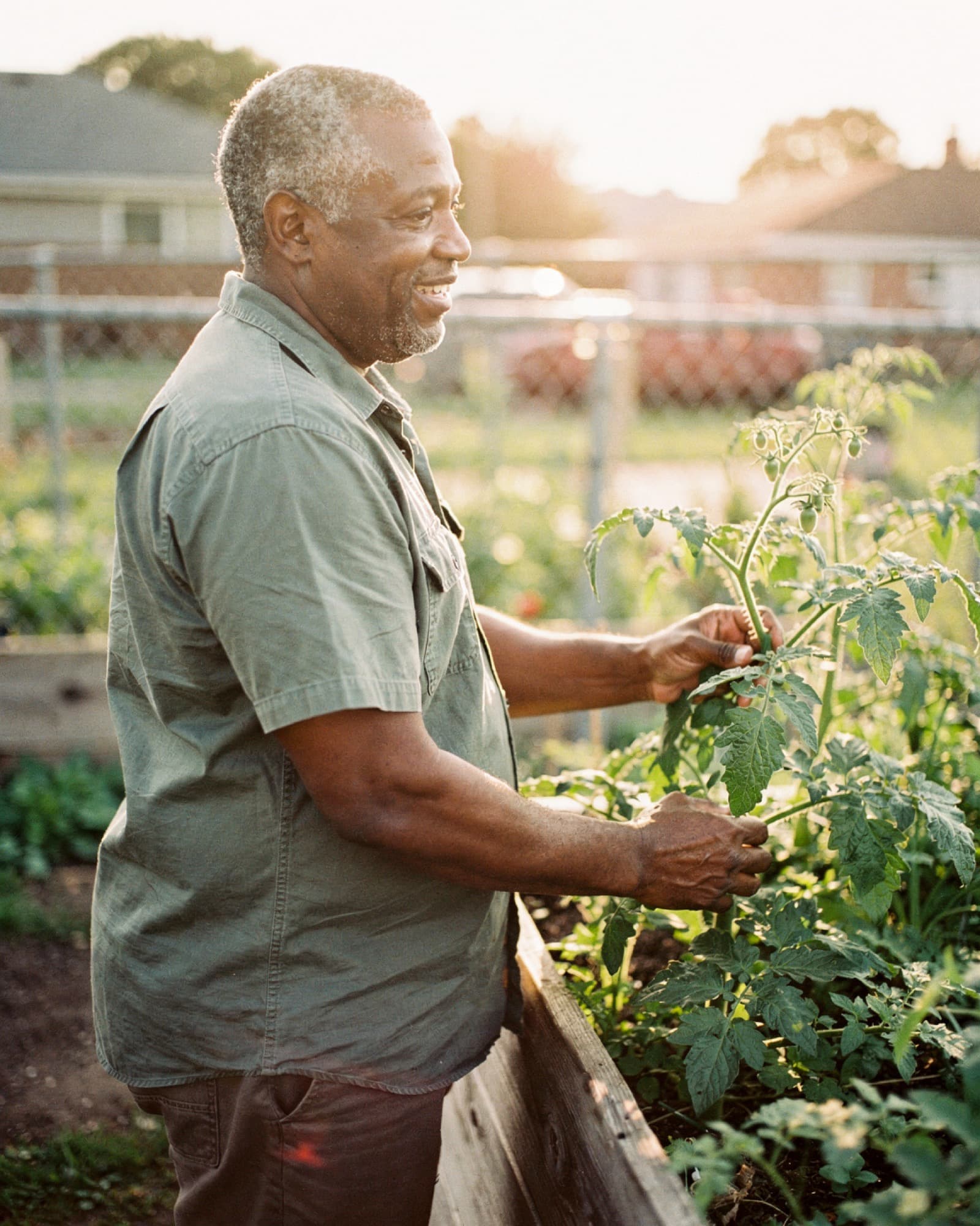 A man tending tomato plants at a sunny community garden in the morning